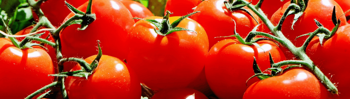 Do Tomatoes Have Nicotine?